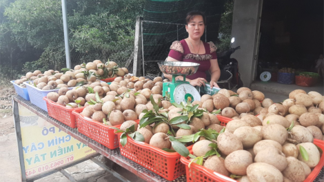 Tiền Giang: Hồng Xiêm giá cao, nhà vườn có nguồn thu nhập quanh năm (22/4/2023)
