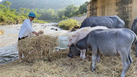 Nông dân Sơn La ứng phó với nắng nóng, khô hạn (20/5/2023)