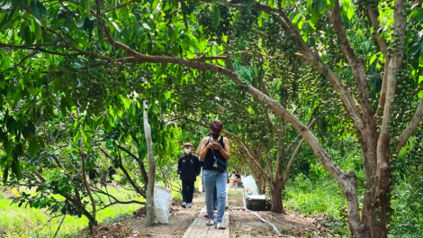 Người dân U Minh giữ vườn dâu đất Cái Tàu – Giữ lại nét xưa để phát triển du lịch (4/5/2023)