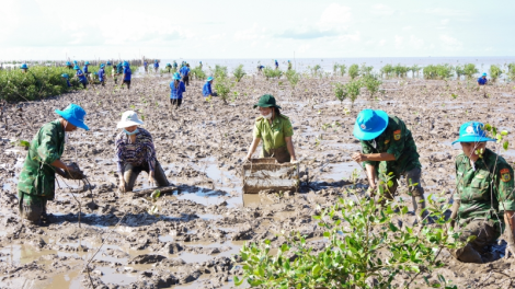 Sóc Trăng tổ chức trồng rừng phòng hộ ven biển (13/5/2023)
