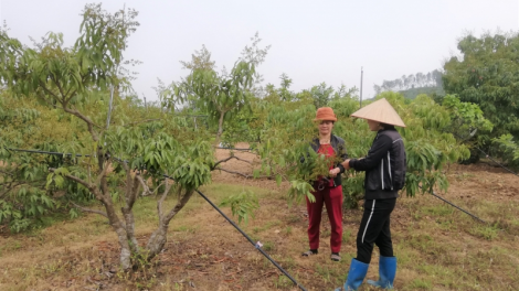 Bắc Giang: nâng cao chất lượng vải thiều xuất khẩu (10/5/2023)