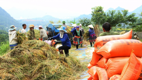 Ứng dụng khoa học công nghệ trong sản xuất nông nghiệp ở Lai Châu (18/5/2023)