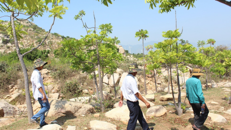 Cây thanh thất phủ xanh trên vùng núi đá khô cằn Ninh Thuận (19/5/2023)