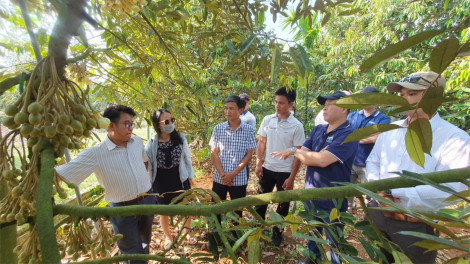 Bài 3: Bùng nổ sầu riêng và câu chuyện "biết người biết ta trong cuộc cạnh tranh lớn" (11/5/2023)
