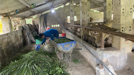 Hiệu quả nguồn vốn tín dụng chính sách trên địa bàn huyện Ngân Sơn, tỉnh Bắc Kạn (08/05/2023)