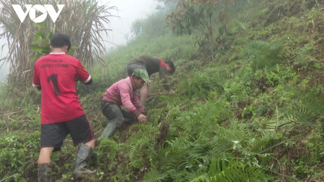 Quảng Nam mở hướng sinh kế bền vững dựa vào rừng (27/05/2023)
