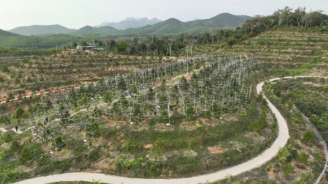 Bùng nổ sầu riêng ở Tây Nguyên: Biết người biết ta trong cuộc cạnh tranh lớn (13/05/2023)