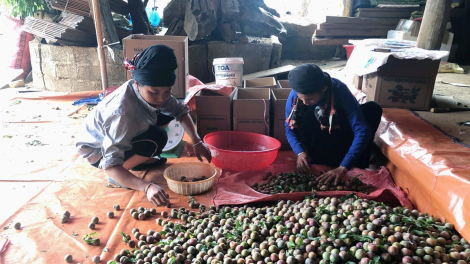 Sơn La ứng dụng khoa học sản xuất mận hậu trái vụ cho giá trị kinh tế cao (18/5/2023)