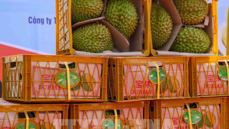 Xuất khẩu rau quả 5 tháng đầu năm - khả quan nhưng vẫn còn nhiều thách thức (01/06/2023)