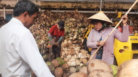 Bến Tre - doanh nghiệp thu mua dừa nợ tiền nhà vườn (25/05/2023)