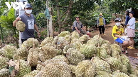Bùng nổ sầu riêng ở Tây Nguyên và nguy cơ rủi ro (10+11/06/2023)