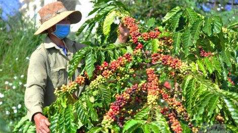 Nông nghiệp bền vững tỉnh Đắc Lắc tăng hiệu suất, đảm bảo lương thực (16/6/2023)