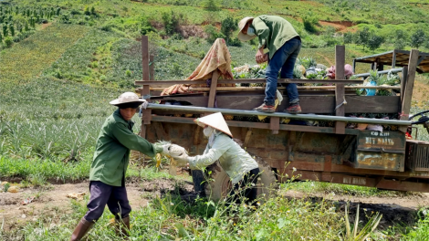 Nỗ lực chuyển đổi cây trồng, vật nuôi ở một xã vùng sâu tỉnh Đắk Lắk (7/6/2023)