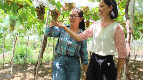 Ninh Thuận sẵn sàng cho Lễ hội Nho – Vang năm 2023 (09/6/2023)
