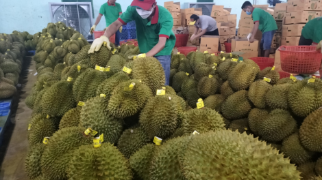 THỜI SỰ 18H CHIỀU 16/6/2023: Đồng Nai xuất khẩu chính ngạch 360 tấn sầu riêng đầu tiên sang thị trường Trung Quốc