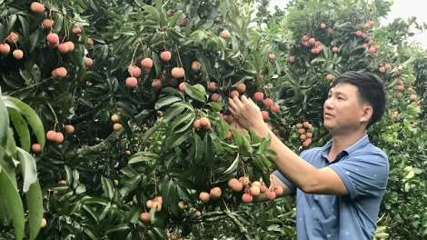LỤC NGẠN – MÙA KHÔNG NGỦ (22/06/2023)