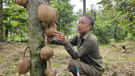 Tiền Giang: Nhà vườn sản xuất sầu riêng rải vụ thu hoạch quanh năm phục vụ xuất khẩu (16/6/2023)