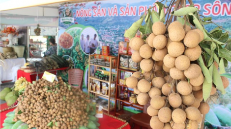 Mùa quả ngọt bên dòng Sông Mã (31/7/2023)