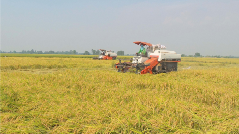 Giá lúa hè thu tăng cao, khuyến cáo người dân cần tuân thủ lịch thời vụ (28/7/2023)