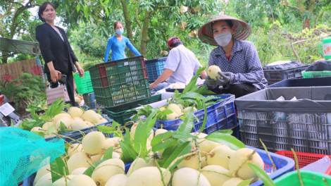 Đồng Tháp phấn đấu đến 2025 có trên 500 ha cây ăn trái trồng hữu cơ (18/7/2023)