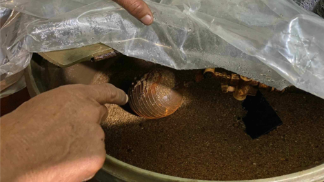 Nhiễm phèn, nhiễm mặn, hàng trăm hộ dân  ở Quảng Ngãi “khát” nước sạch (06/7/2023)