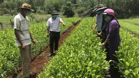 Những đảng viên người Cơ Tu phát triển kinh tế (31/7/2023)