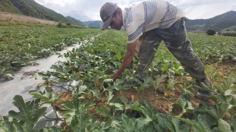 Nông dân Đà Nẵng chuyển đổi cây trồng mang lại hiệu quả cao (05/7/2023)