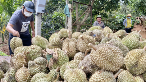 Giá sầu riêng tăng cao, Đắk Lắk dự kiến có mùa bội thu kỷ lục (20/7/2023)