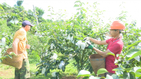 Mùa lê ở Phiêng Khoài (6/7/2023)
