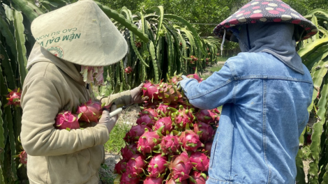 Thanh long chín  rụng đỏ vườn vì không ai thu mua (06/7/2023)