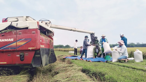 Thái Bình: Tiêu thụ nông sản bền vững rất cần doanh nghiệp liên kết (13/7/2023)