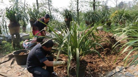 Lan tỏa phong trào lập thân, khởi nghiệp trong thanh niên ở vùng cao Lai Châu (31/7/2023)