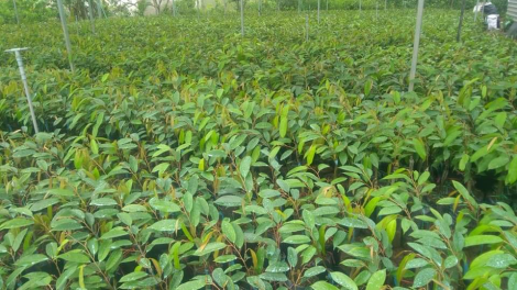 Khu vực phía Nam cần quan tâm quản lý, nâng cao chất lượng giống cây ăn trái (06/7/2023)