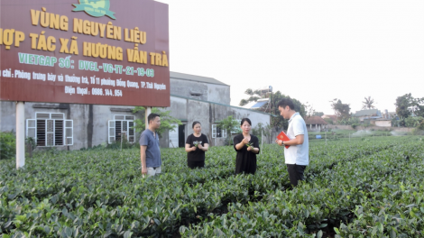 Thái Nguyên đa dạng các hướng sản xuất và tiêu thụ sản phẩm chè (11/7/2023)