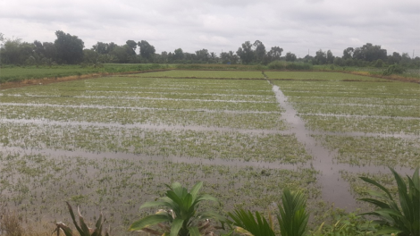 Nông dân trồng rau màu ở Tiền Giang khốn đốn vì mưa to kéo dài (31/7/2023)