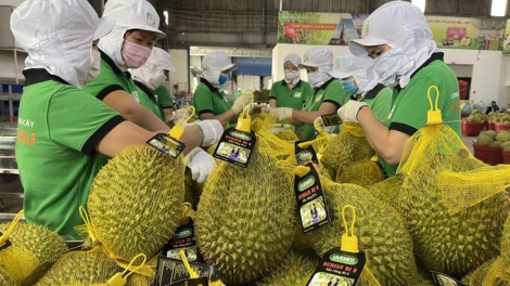 Cần sớm ban hành chế tài xử phạt vi phạm trong sử dụng mã số vùng trồng và cơ sở đóng gói (26/7/2023)