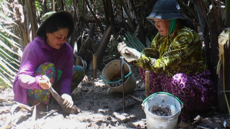 Bắt chem chép – Nét đặc sắc vùng quê Đầm Dơi Cà Mau (23/8/2023)