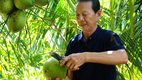 Cà Mau: Lão nông trồng dừa lùn Bến Tre cho thu nhập cao (30/8/2023)