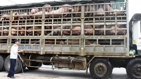 Tăng cường phối hợp kiểm tra, ngăn chặn và xử lý nghiêm trường hợp nhập lậu, vận chuyển trái phép lợn qua biên giới vào Việt Nam. (8/8/2023)