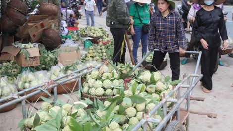 Na Chi Lăng: Quả ngọt miền biên viễn (25/08/2023)