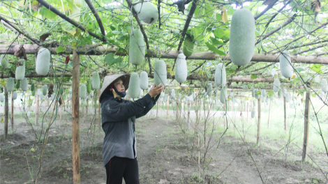 Thu nhập cao từ mô hình bí xanh VietGAP (01/08/2023)