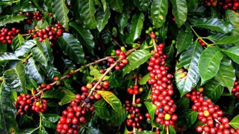 Nâng cao chất lượng, giá trị, vị thế và sức cạnh tranh của hạt cà phê robusta Việt Nam (01/08/2023)