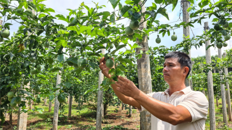Chanh dây rớt giá, cơ hội để Gia Lai cơ cấu lại ngành hàng (05/8/2023)