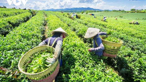 Phát triển thương mại miền núi, hải đảo: Hướng tới thu hẹp khoảng cách giữa các vùng miền (29/08/2023)