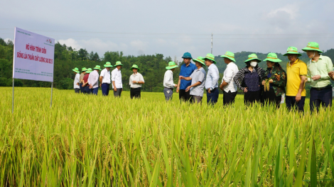 Từng bước hiện thực hoá mục tiêu "đưa Lai Châu trở thành tỉnh phát triển trong khu vực" (30/8/2023)