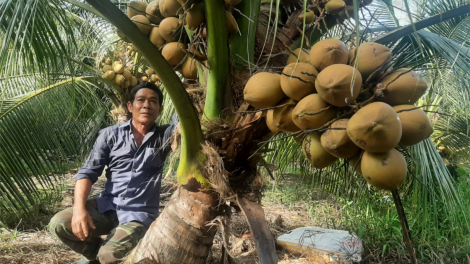 Doanh nghiệp và nhà vườn tỉnh Bến Tre, Tiền Giang mong trái dừa tươi sớm xuất khẩu sang Trung Quốc (1/8/2023)