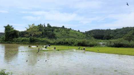 Đắk Lắk: tập trung giúp dân cứu lúa (01/8/2023)