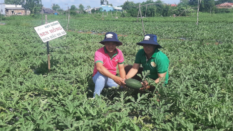 Tiền Giang: Trồng hoa màu giúp người dân vùng cù lao thoát nghèo. (26/8/2023)