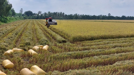 Dự báo xuất khẩu gạo của Việt Nam đạt kỷ lục mới cả sản lượng và giá trị (19/09/2023)