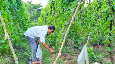 Cà Mau: Trồng màu trên đất nhiễm mặn để tăng thu nhập (26/9/2023)